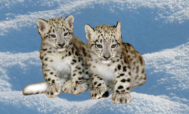 Spare Ribs and Fang Chao