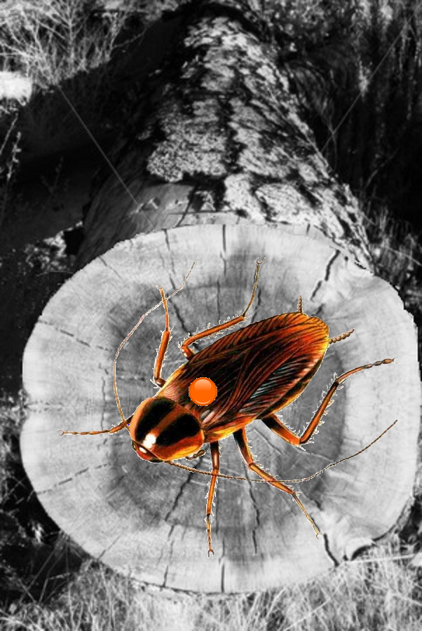 Fire Cockroach on Burned Log